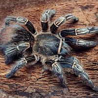 0.1 Aphonopelma seemanni