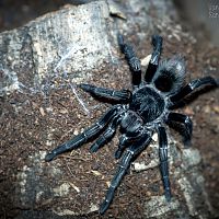 Thrixopelma sp. Cajamarca Juvenile Female