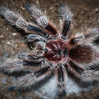 Grammostola sp. Concepcion Mature Male