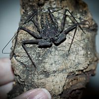 Phrynus whitei Freshly Moulted