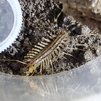 Scutigera coleoptrata