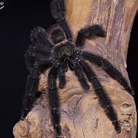 Psalmopoeus victori