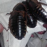 Cockroach species?