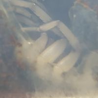 Namea sp. Freshly molted