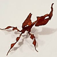 Phyllocrania paradoxa L5 (Ghost mantis)