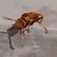 Polistes major