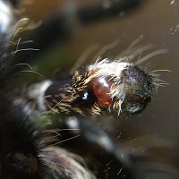 MM Acanthoscurria geniculata manly bits
