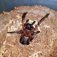 Namea Salanitri, freshly molted