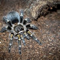 Grammostola pulchripes Adult Female