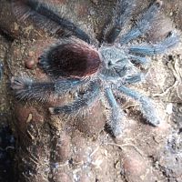 Sold as Avicularia avicularia