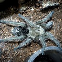 Grammostola sp. Formosa Juvenile Female