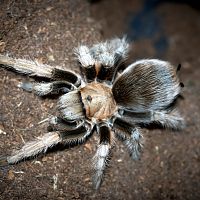 Aphonopelma chalcodes Adult Female