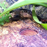 Scolopendra Gigantea "Black Morph"