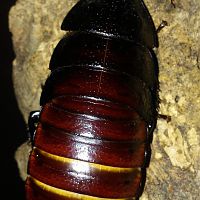 Female hisser