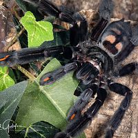 Psalmopoeus irminia recently molted