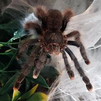 Avicularia avicularia