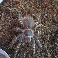 Acanthoscurria geniculata