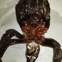 B. Vagans 2inch