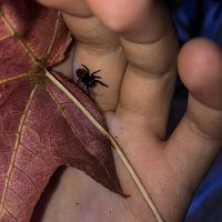 Female Phiddipus Johnsoni