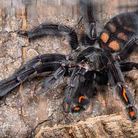 Psalmopoeus irminia