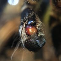 MM Acanthoscurria geniculata loaded emboli