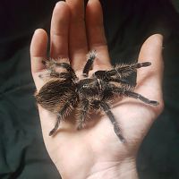 Brachypelma Albopilosum