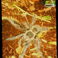 Lasiodora Parahybana