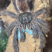 Female pink toe (Avicularia)