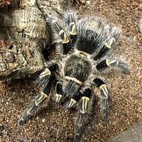 MF Grammostola pulchripes ~6” DLS