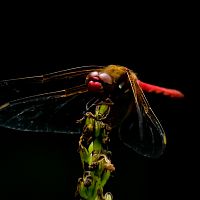Cardinal Dragonfly (Sympetrum illotum)