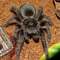 Grammostola pulchra