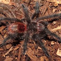 My New Grammostola actaeon (1.5")