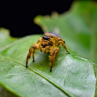 Phidippus sp., mature female.