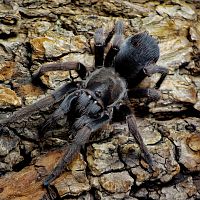 Aphonopelma sp. Jalisco, juvenile male