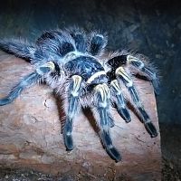 Grammostola pulchripes