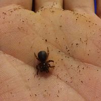 Trapdoor spider