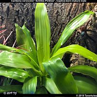 C.versicolor(MM)vivarium_1