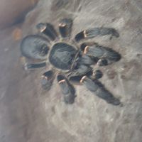 Sold as Heteroscodra maculata