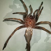 B. auratum almost 2 inch