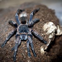 Homoeomma sp. Blue "Large" Sub-adult Female - 3.5"