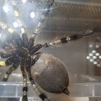 P.regalis male or female?