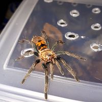 My Chromatopelma Cyaneopubescens "Bluff"