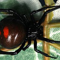 Latrodectus mirabilis.