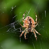 Araneus diadematus