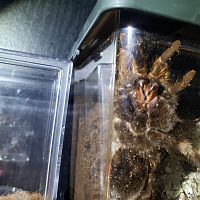 Aphonopelma chalcodes [ventral sexing]