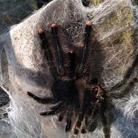 Freshly Molted Avicularia avicularia