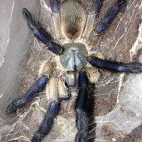 0.1 M. balfouri Freshly Molted