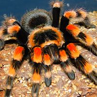 Brachypelma smithi