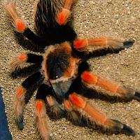 Brachypelma Baumgarteni