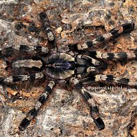 Poecilotheria formosa.